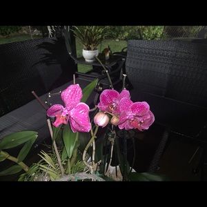 Meet your Posher, Marylin